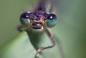 Des insectes à Chiry-Ourscamp - juillet-août 2014