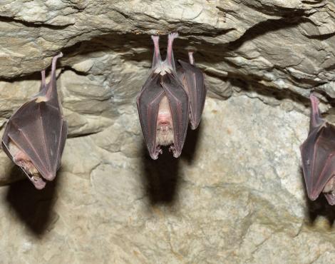 chauve-souris