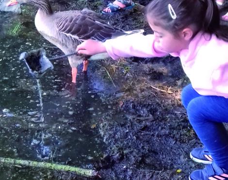 Les p’tites bêtes de l’eau