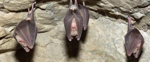 chauve-souris